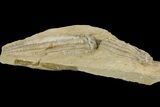 Fossil Crinoids (Scytalocrinus & Parascytalocrinus) - Crawfordsville #157239-3
